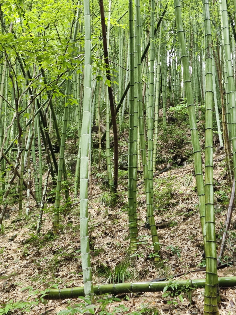 Affen im Grünen als Begleiter