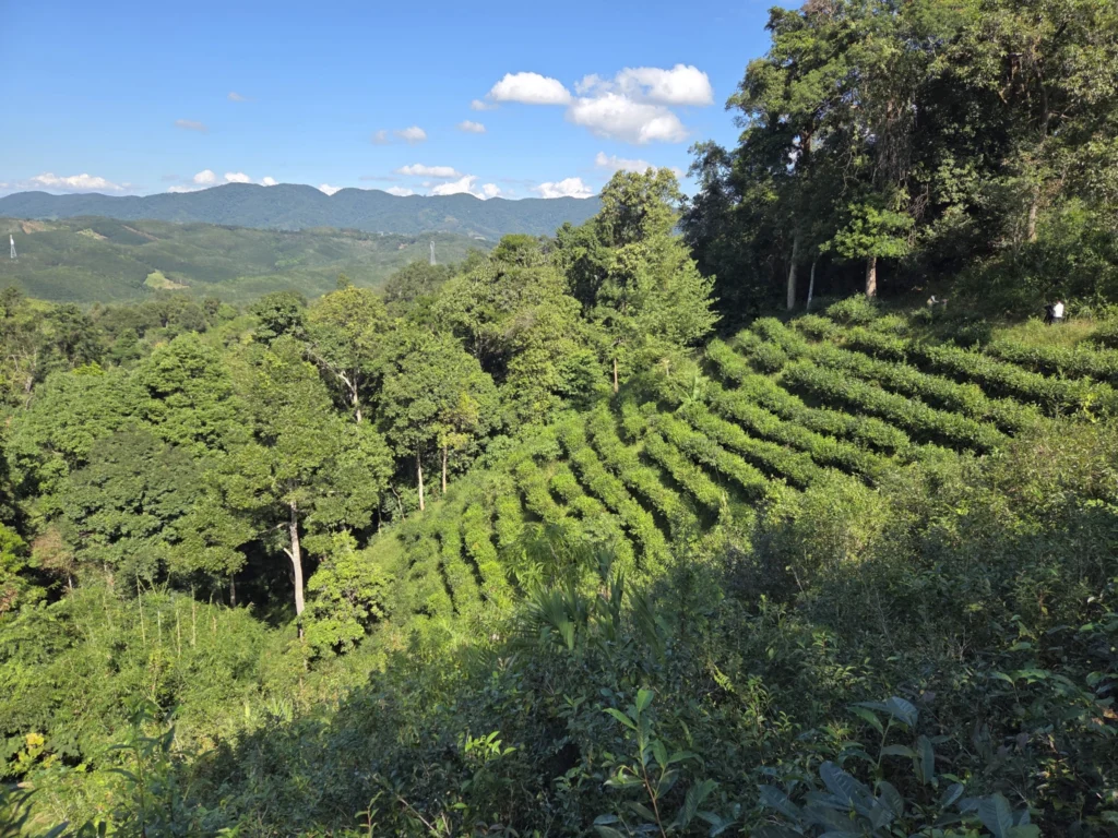 Blick auf eine Tee-Plantage im Urwlad