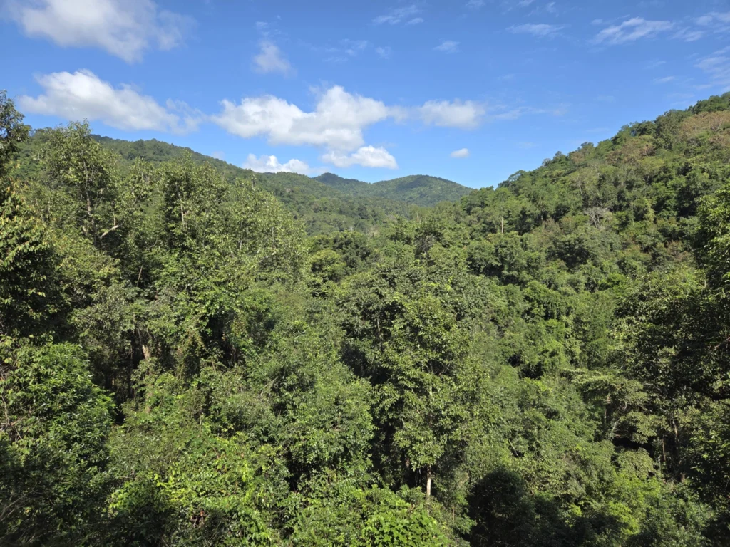 Blick auf dem Urwald