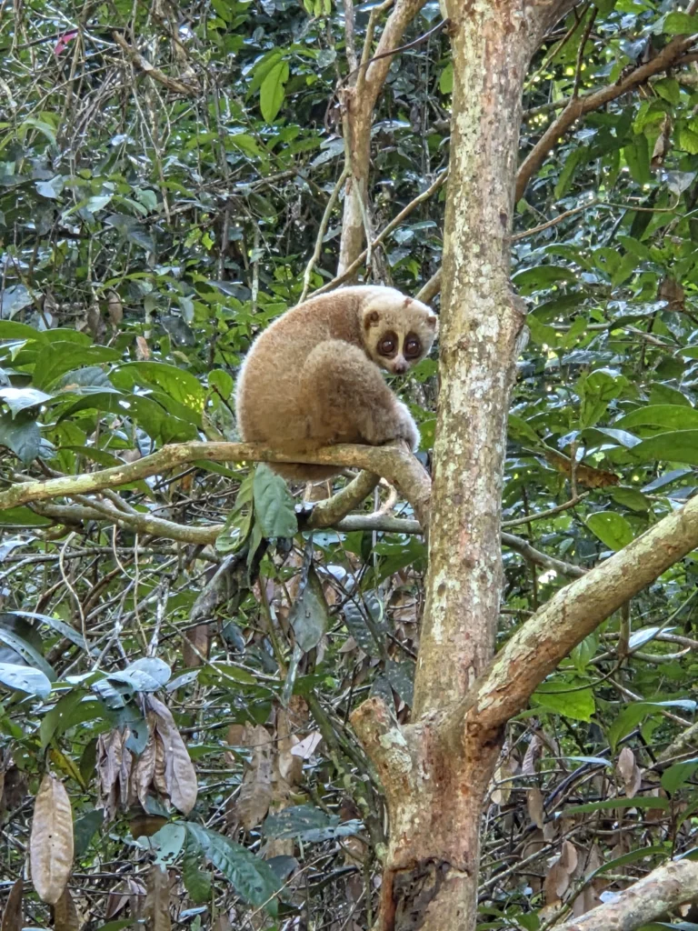 Ein freilebender Affe