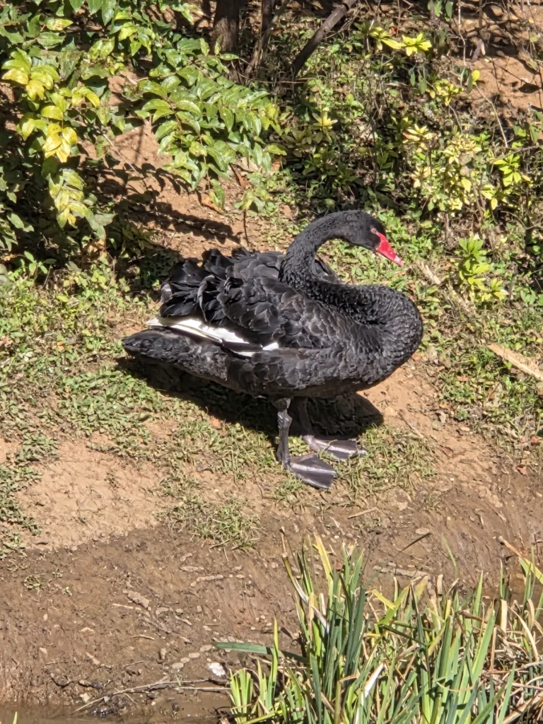 Einer der schwarzen Schwäne der Hotelanlage